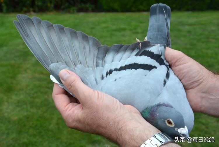 马赛法甲冠军,马赛夺冠