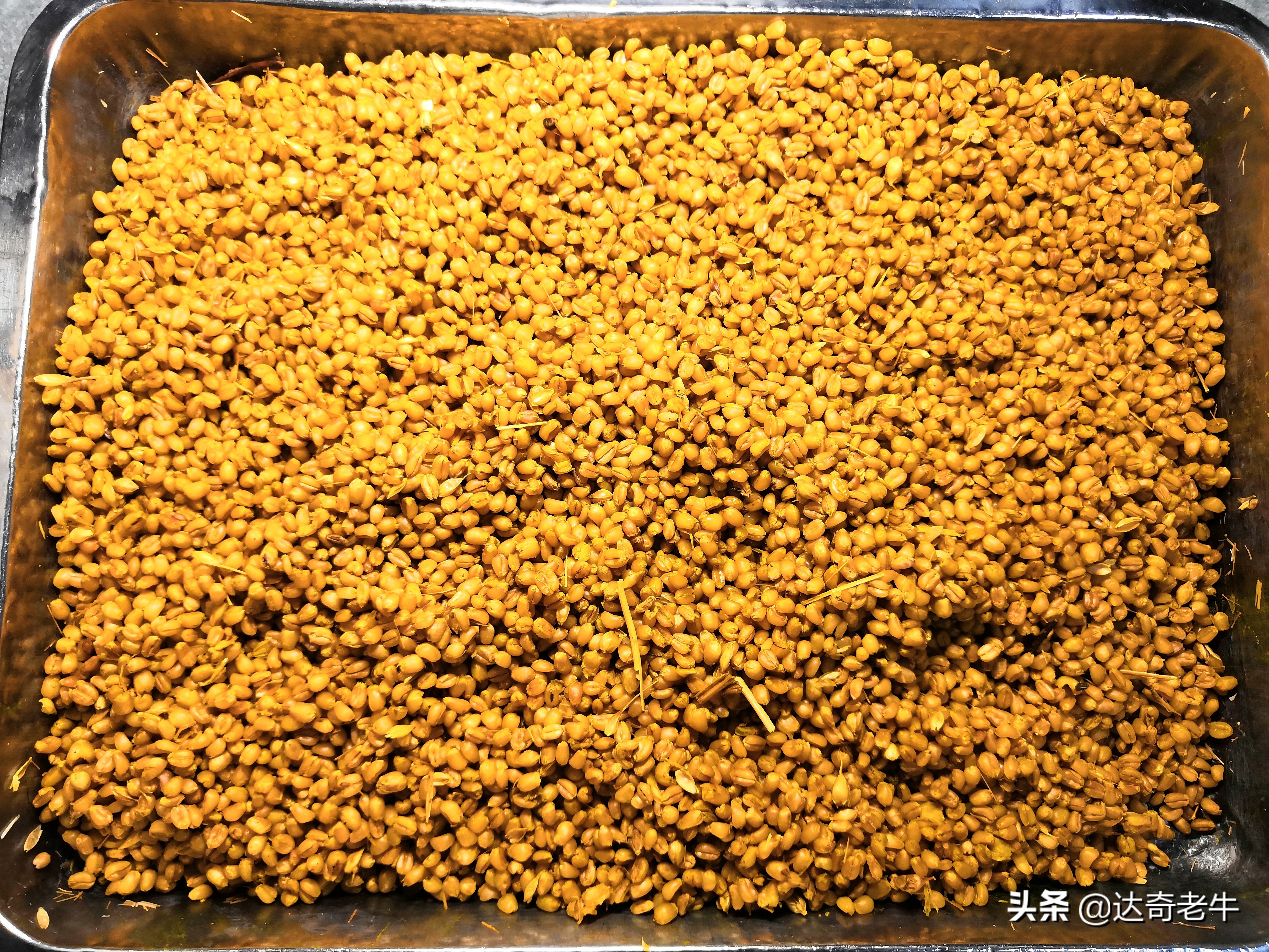 vb麦粒饵搭配窝料,vb麦粒饵可以钓哪些鱼