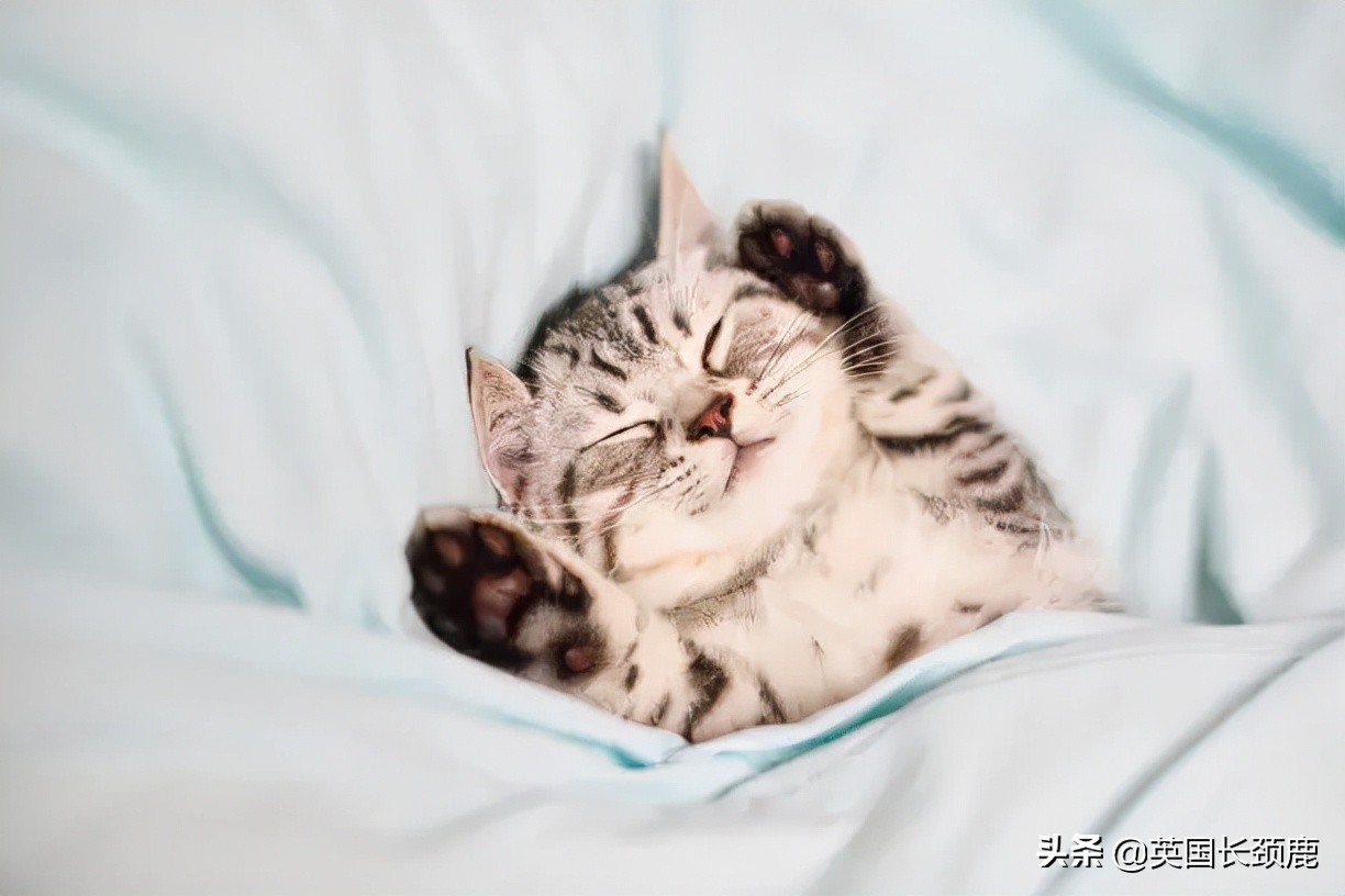 羊驼忧郁症,羊驼抑郁症治疗