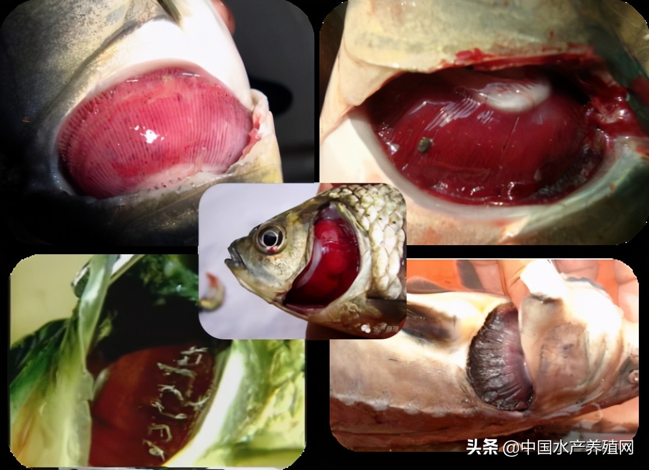 鱼病快速诊断与防病技术,鱼虾蟹病防治方法