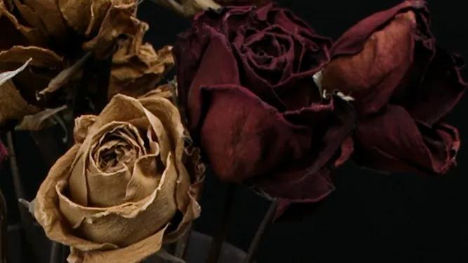 索尼fx6v效果,索尼fx92