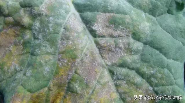 西兰花病害图谱和防治,西兰花的病害与治疗