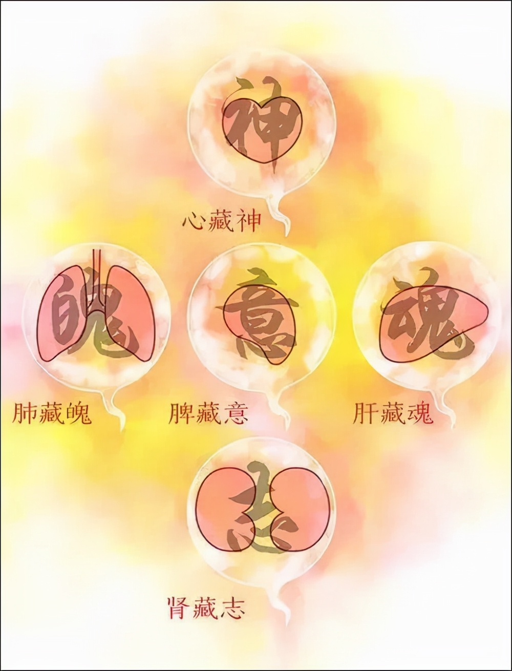五脏通气血养生秘诀,五脏五味补泻理论视频
