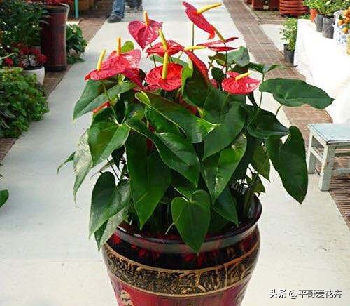 红掌开的花朵干枯发黑什么原因,红掌叶子发黑怎么办视频