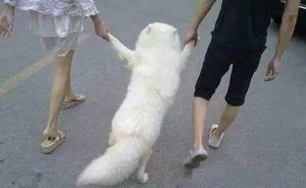 过程堪比电影！*子骗**作案后人间蒸发，厦门警察竟靠刷抖音找到其女友和狗