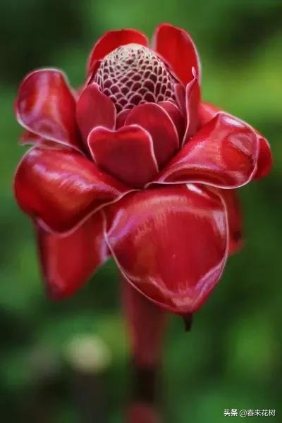 神奇的植物图片及介绍大全,十大最好的神奇植物