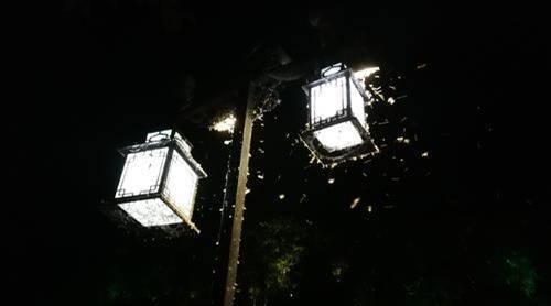 为什么蛾子看着这么恶心,常见的扑棱蛾子