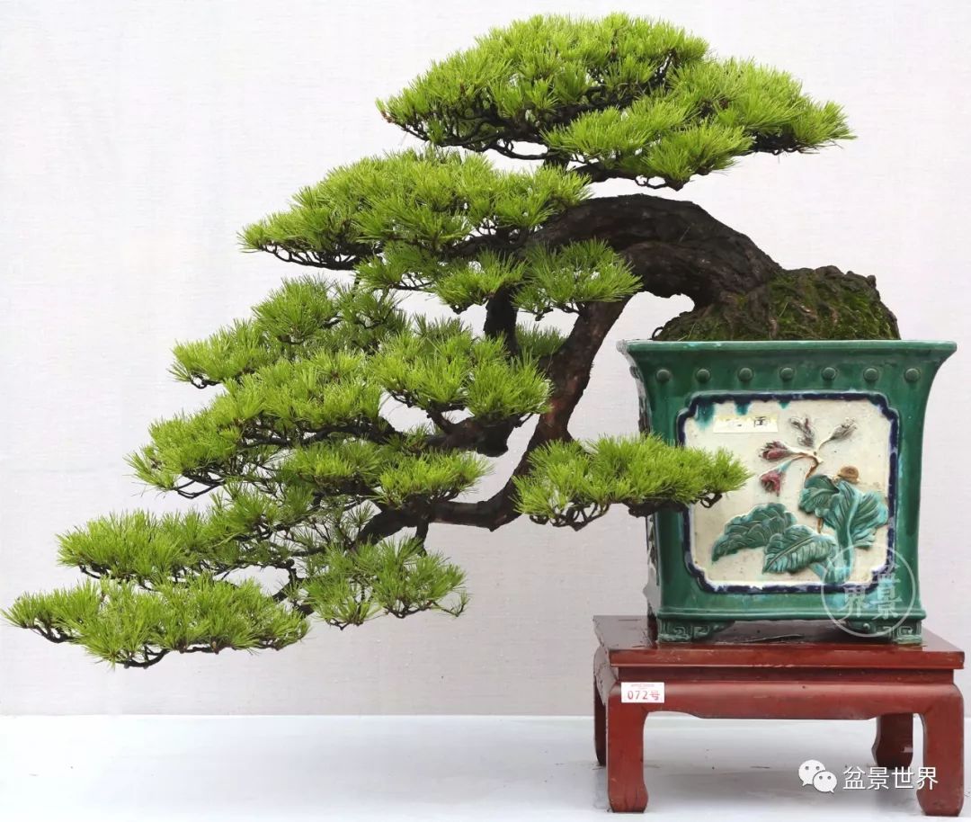 不可多得的黑松盆景素材,富贵大气的盆景有哪些