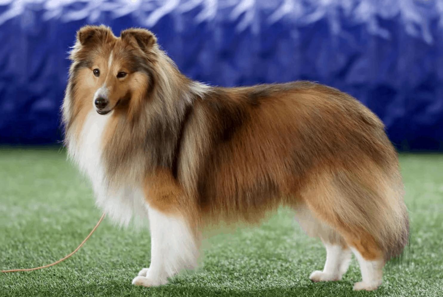 最小放养牧羊犬,宠物5个最好的牧羊犬品种