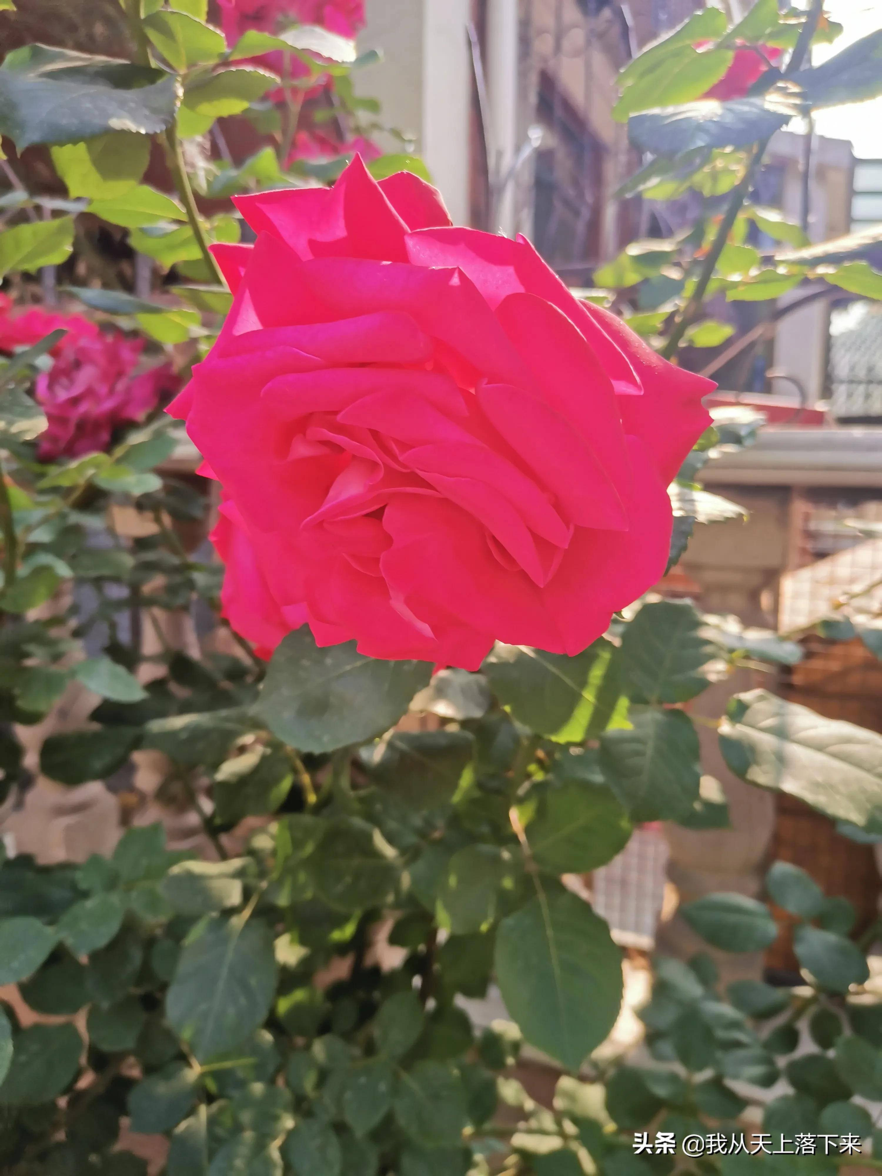 100张花朵美图,100张花图片大全