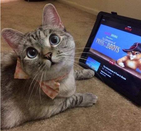 猫咪眼睛都是啥样的,猫咪眼睛有多冷知识