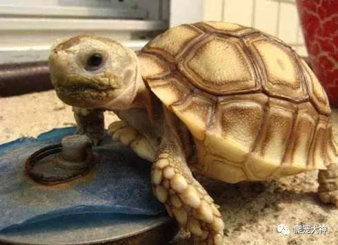 如何养好一只陆龟,如何才能在家里养一只陆龟