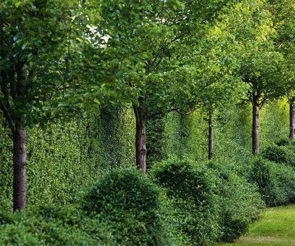 花园设计前沿趋势|14种澳洲庭院花园类型（上篇），全面细致