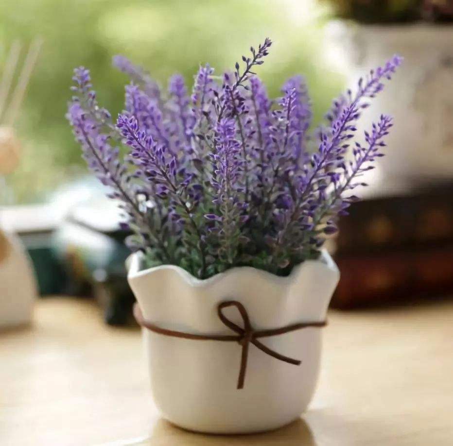 家里养的驱蚊植物叫什么草,适合户外庭院种的驱蚊草