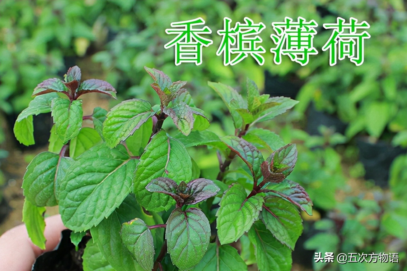 10种口味薄荷糖,十种薄荷