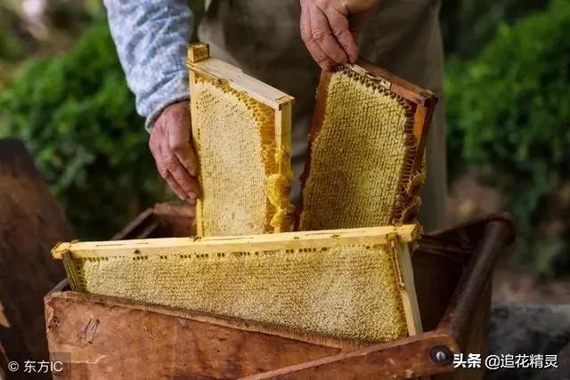 人有情绪要发泄，蜂有情绪也要释放！怎样释放工蜂不良情绪呢？