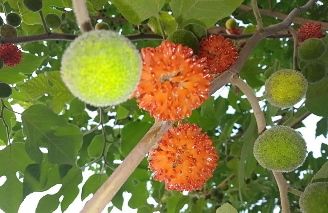 植物百科,植物百科视频