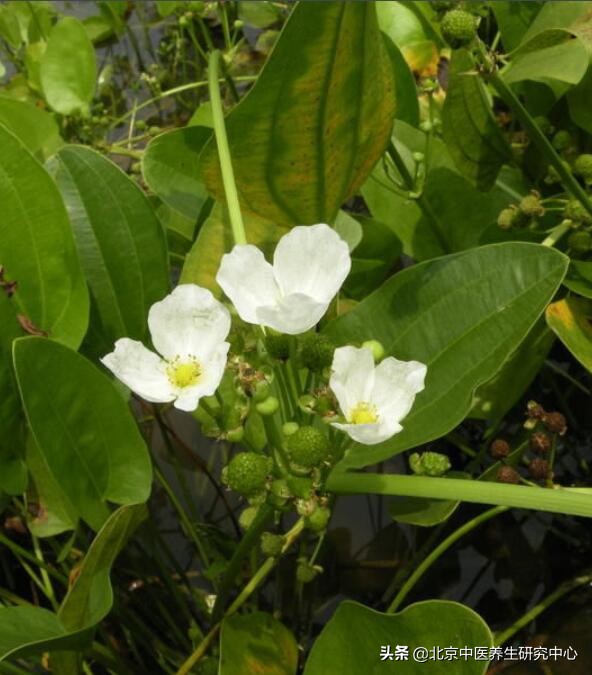 常用中草药的功效与作用,常用中草药快速记忆口诀