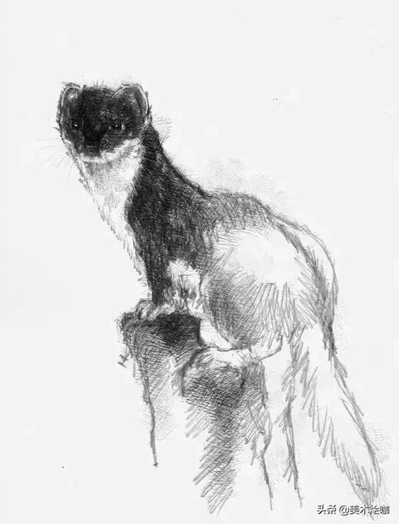 6-12岁儿童素描课程画动物,素描动物教程简单8-12岁