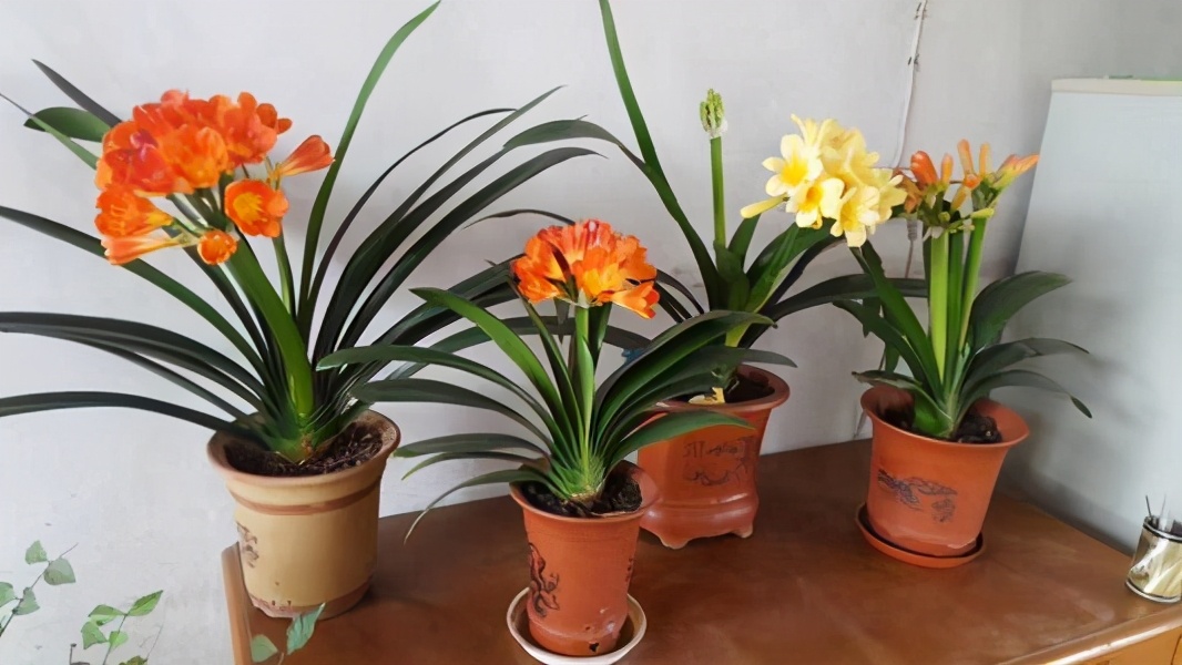 一叶君子兰苗用什么土栽种,君子兰一叶苗的养法