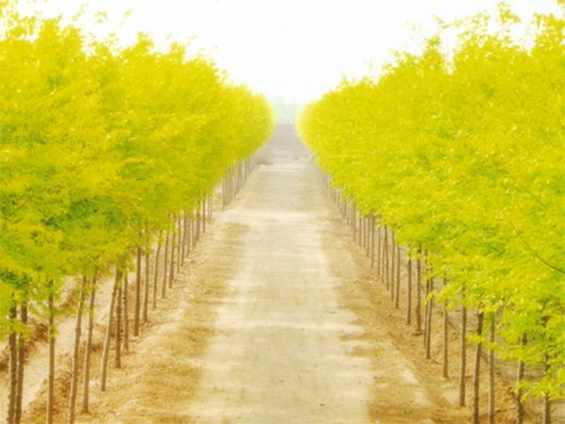 金叶榆常见病虫害图,金叶榆病虫害防治栽培技术