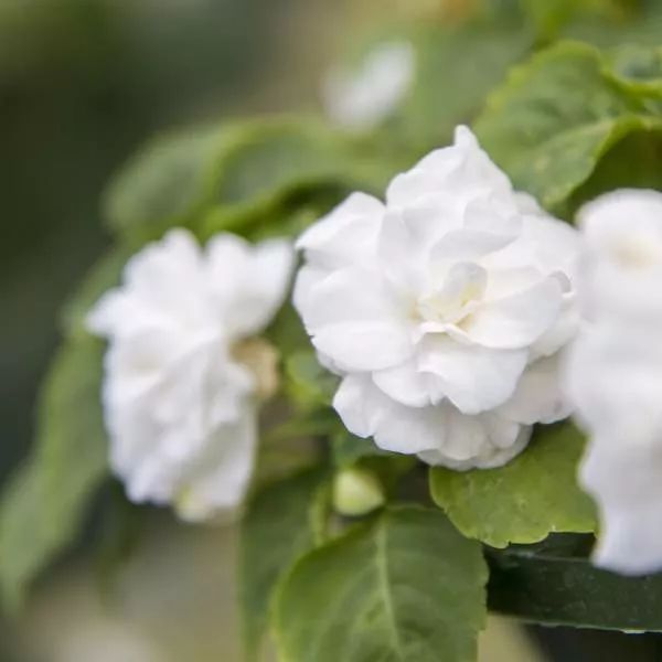 凤仙花修剪到根部要多久,凤仙花根长多大可以土培了