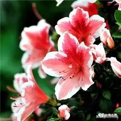 《微信赞》哪位高人编的，太有才了！送给群友们