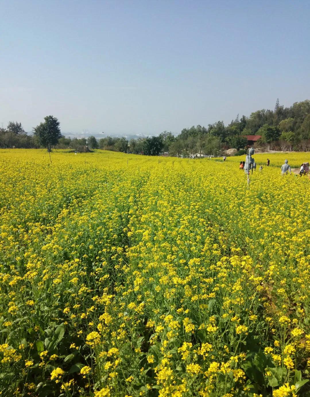 厦门香山有什么风景,厦门翔安必去8个景点香山