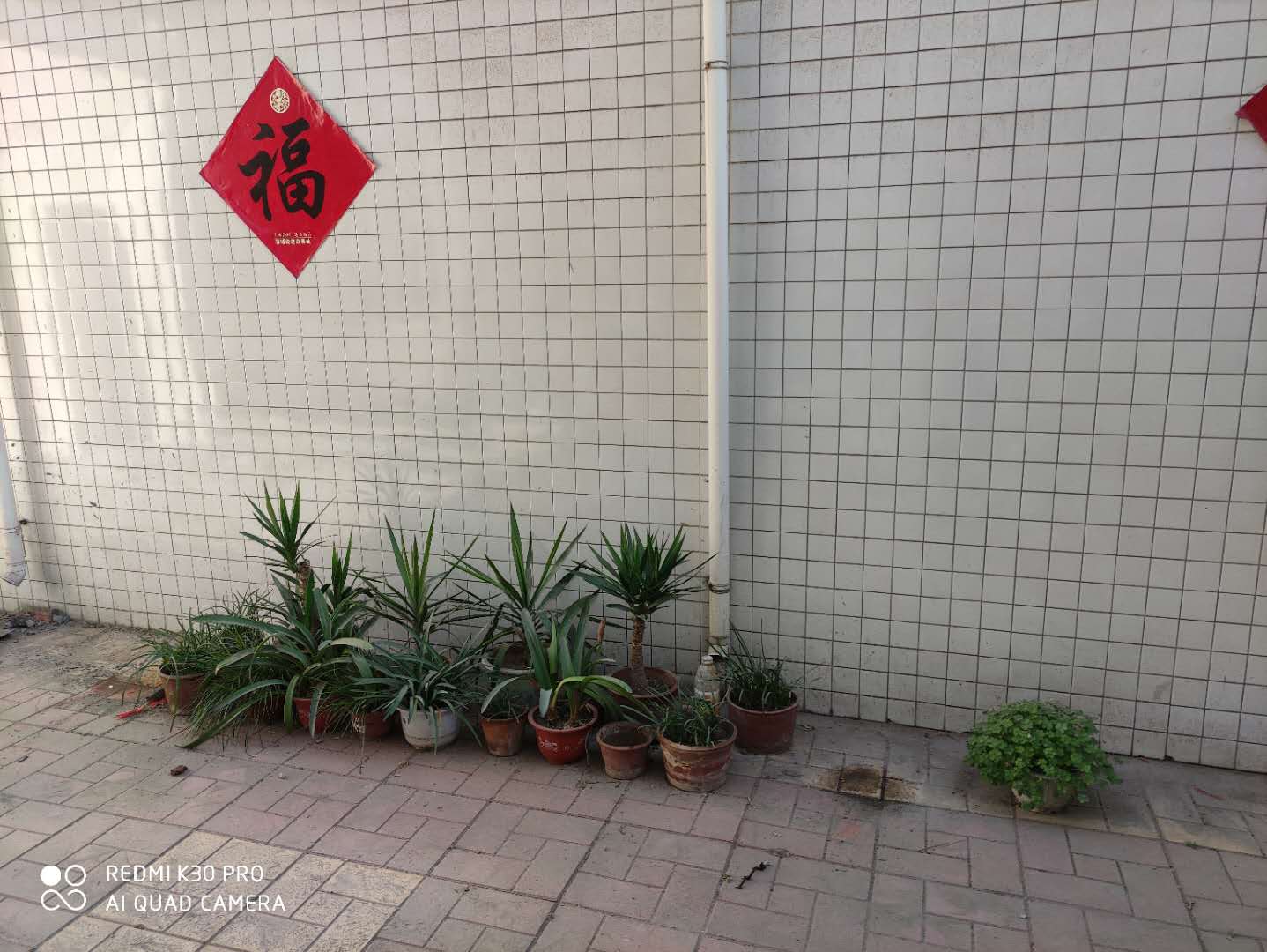 培育十二、三年、免费赠人。再见，一对挺拔的荷兰铁“哥们”!