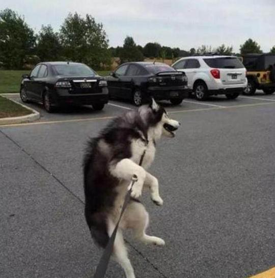 公认的无攻击性的6种狗你家有吗,什么狗忠诚攻击力高还可以养