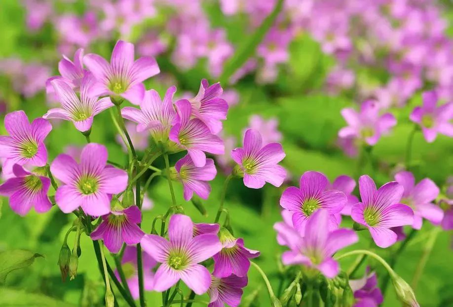 看到花的时候,不知是什么花?那就收下这份百花图谱