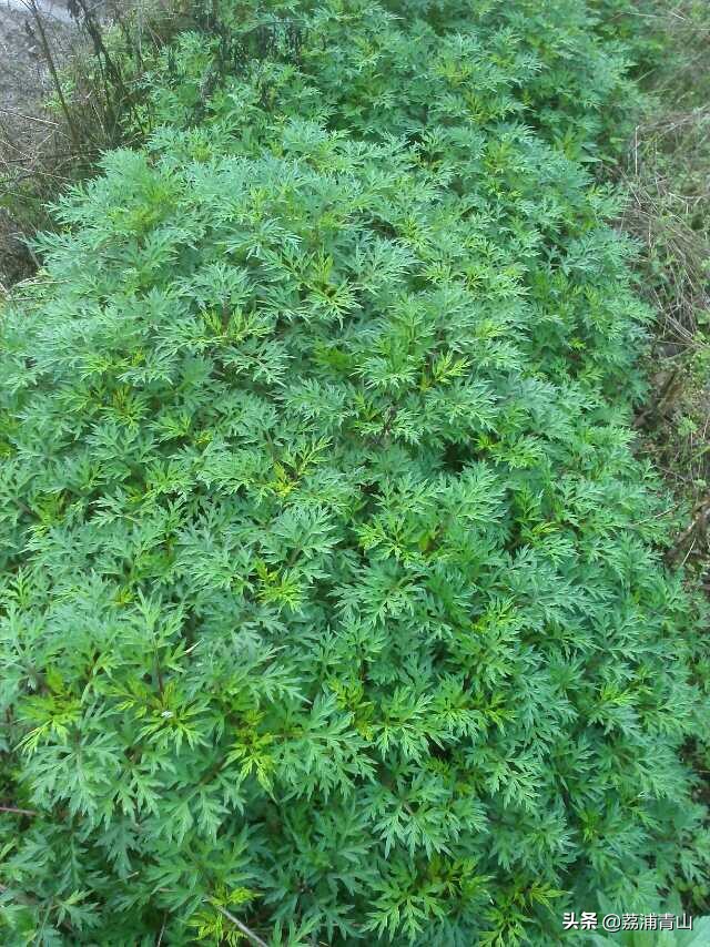 为什么艾叶糍粑要放食用碱,艾草糍粑用食用碱还是小苏打好