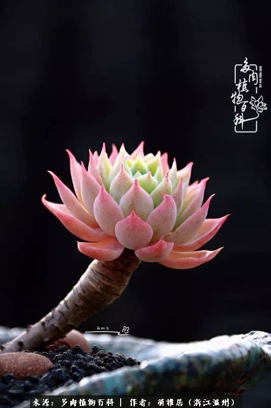 多肉最美的季节已来到,多肉最美的季节来临