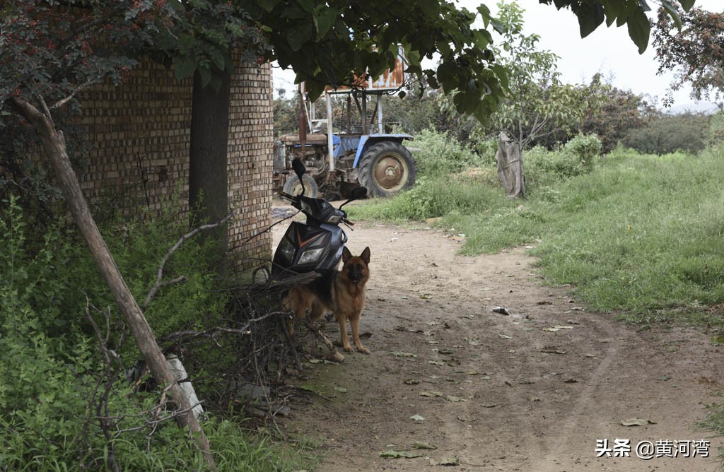 山西农民,村外养羊,东德西德牧羊犬放羊,年卖10多万元