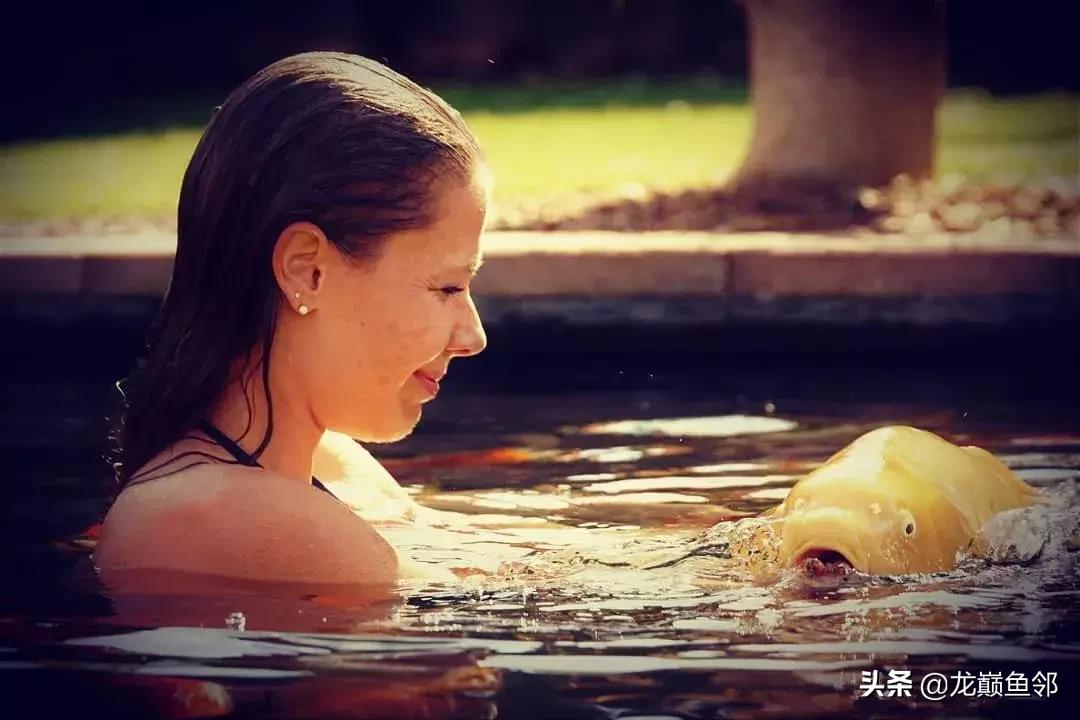 锦鲤饲料育成搭配什么的好,锦鲤鱼夏季饲料