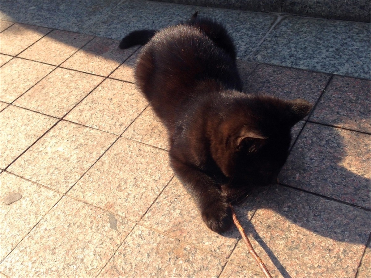 黑猫的性格与脾气怎么样,黑猫具有什么特点和性格