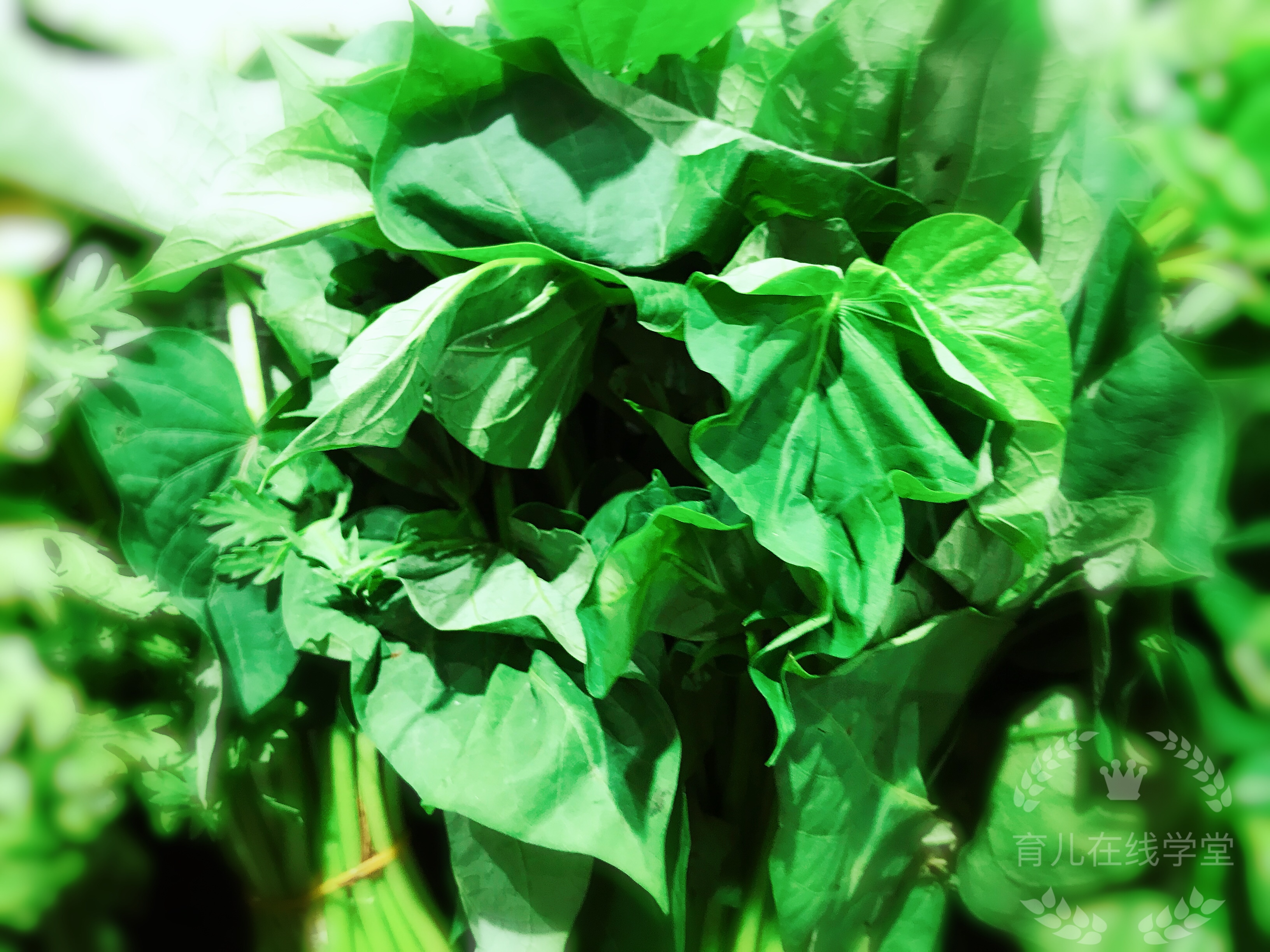 男性备孕吃维生素e好处,备孕期男的可以吃维生素e吗