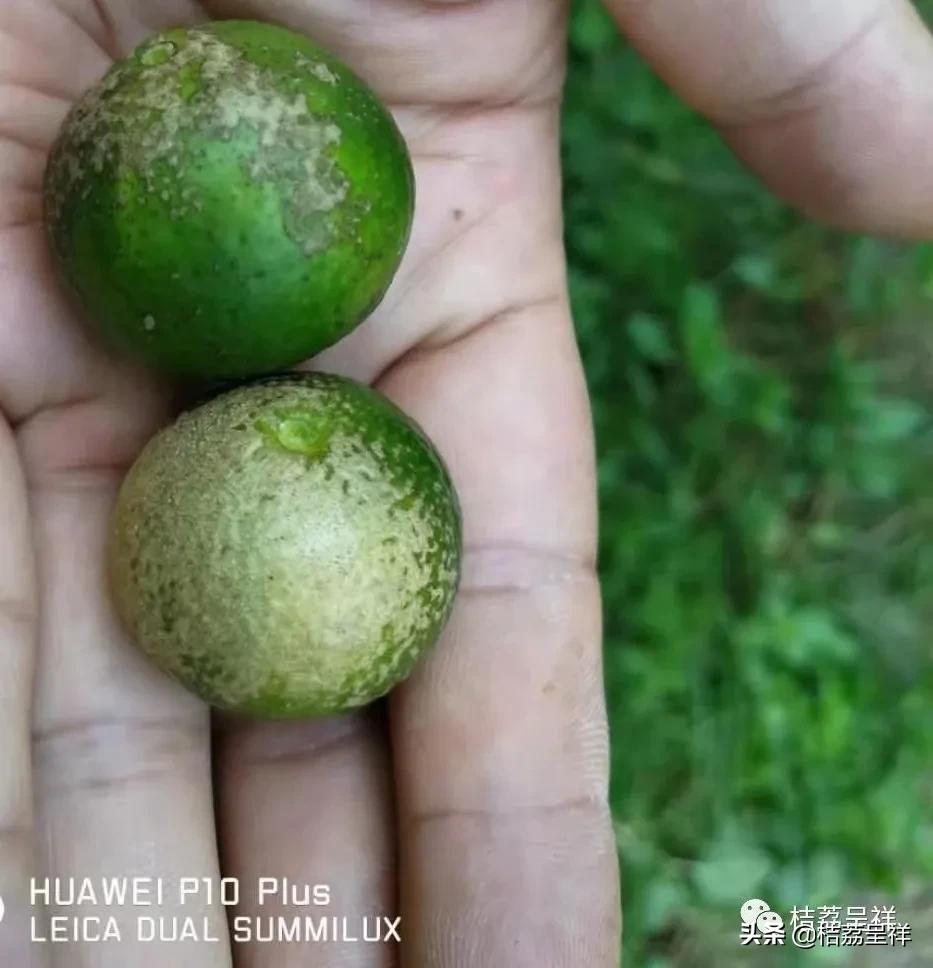 元月份柑桔管理技术,3月份柑桔管理技术