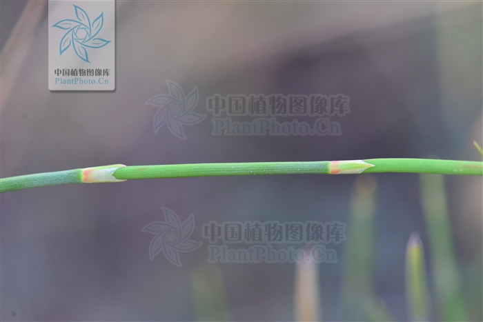 藁本神农本草经,神农本草经葛根原文