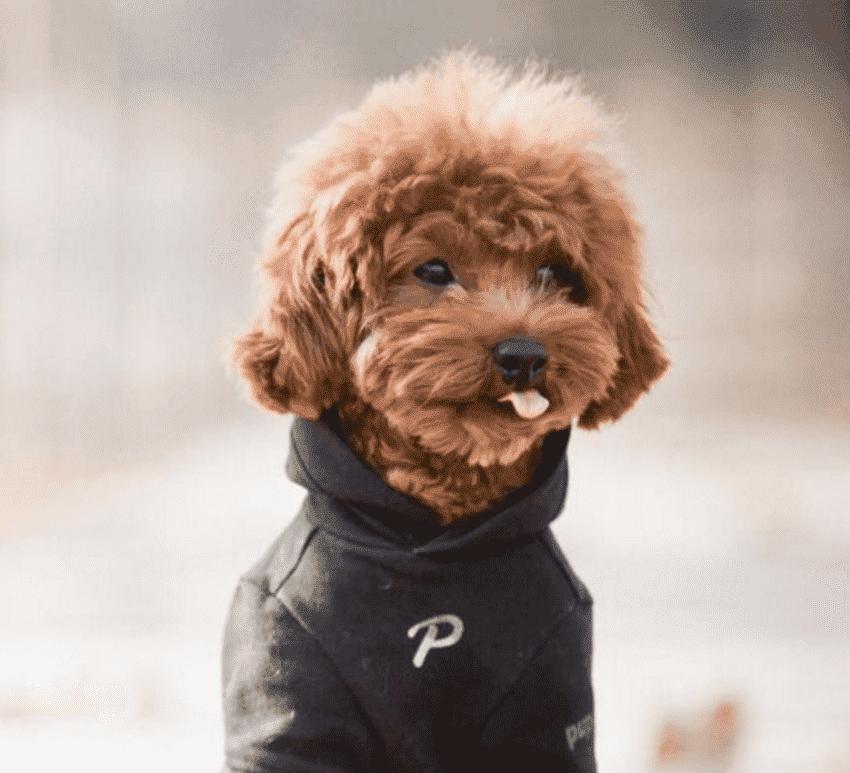 狗狗脚趾炎初期症状图片,狗狗脚趾炎用什么药