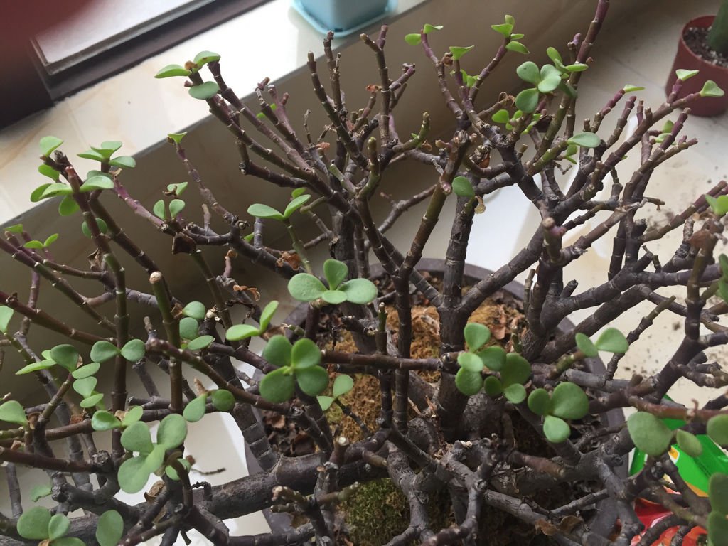 金枝玉叶的叶子一直干怎么回事,金枝玉叶叶子一碰就掉什么原因