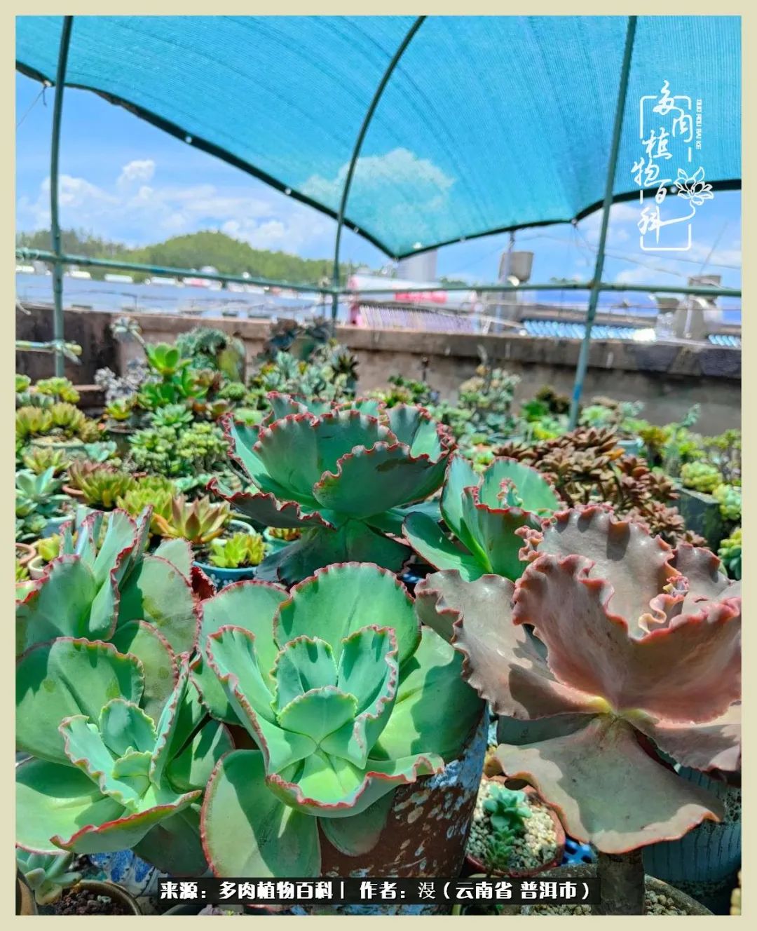 深情不及久伴,厚爱无需多言,择一“爱”,护一生