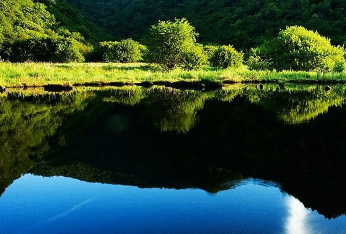 30分钟内“吃”多种虫!重庆第1次发现圆叶茅膏菜,这是什么植物