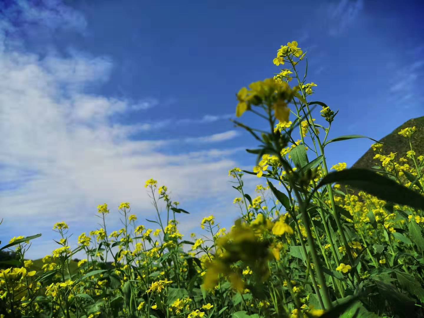 内蒙黄花沟草原游记,黄花沟草原介绍