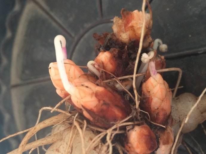 紫叶酢浆草分根方法,紫叶酢浆草种植多大间距