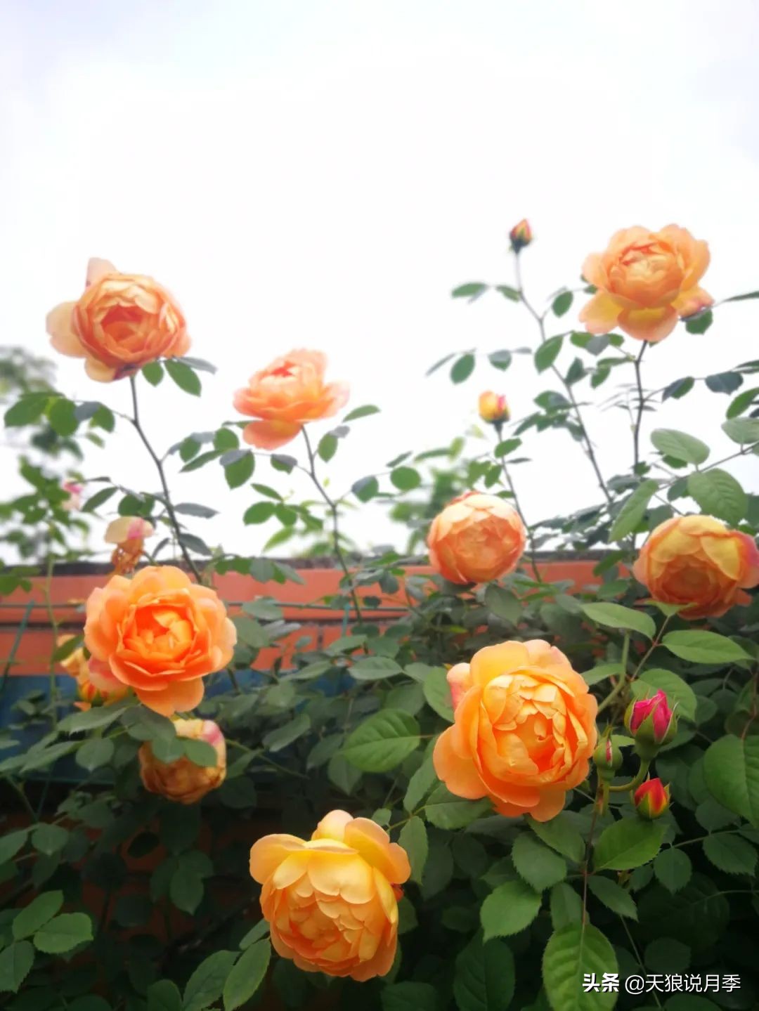 月季春季第一波花要不要剪,月季春季第一波花开后嫁接