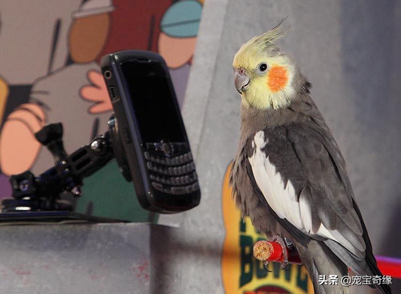 狗狗敏捷大赛三冠王,美国狗狗选美大赛