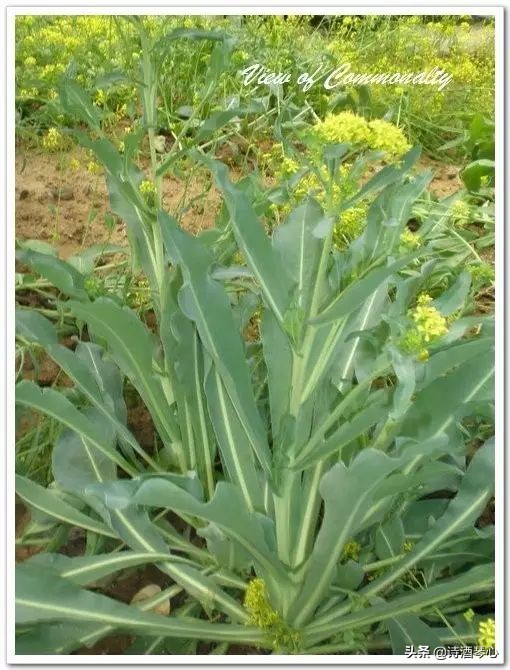 板蓝根有抗病毒作用吗,板蓝根和抗病毒口服液