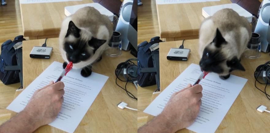 万万没想到猫咪是这样出现的,万万没想到猫