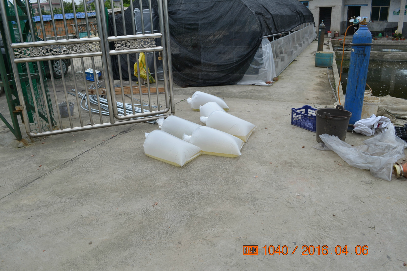 锦鲤池养殖方法图解,锦鲤繁殖全过程纪录片